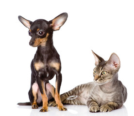 devon rex cat and toy-terrier puppy together.  isolated