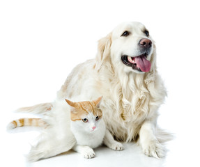Obraz premium golden retriever dog embraces a cat. isolated