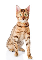 Cat Bengal breed. Isolated on white background.