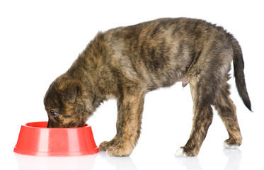 dog eating food from red dish. isolated on white background