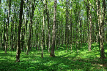 Fototapeta premium Spring green forest and blue sky. Landscape.