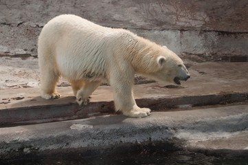 Obraz na płótnie Canvas polar white bear