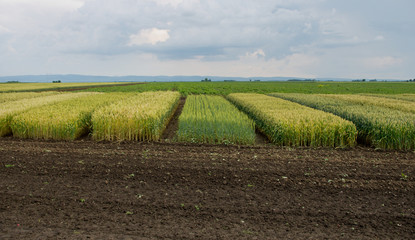 Parts of land for testing cereal hybrids