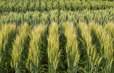 wheat reserch