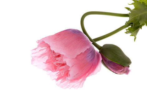 Pink Colored Poppies (Papaver somniferum ) Isolated