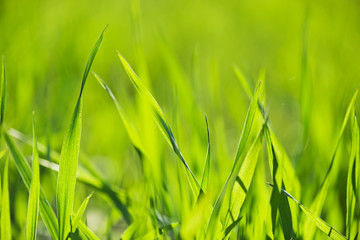 spring grass in sun light