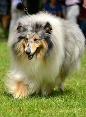 Rough collie