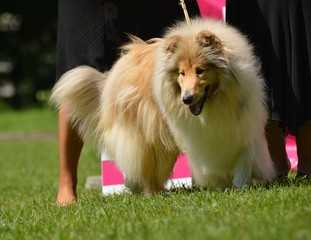 collie