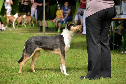 Smooth Collie