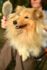 Sheltie