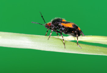 Macro of insect hemiptera