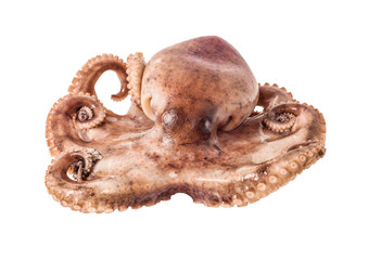 Small octopus isolated on white background
