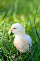 chicks on green grass
