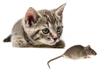 cute little kitten catching a mouse