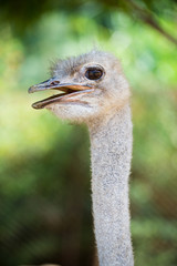 Ostrich