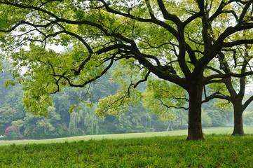 Fototapeta na wymiar Camphor trees