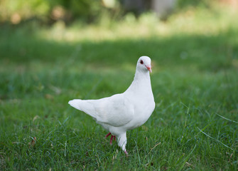 white pigeon