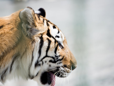 manchurian tiger
