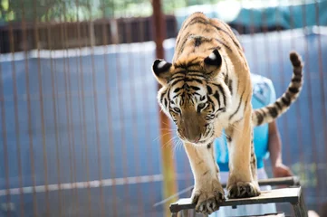 Photo sur Plexiglas Tigre tigre