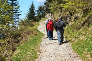 Fototapeta premium Piesi