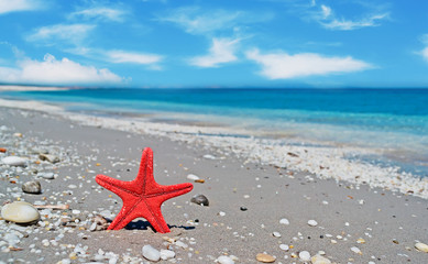 red starfish