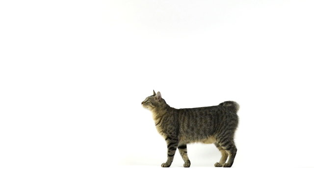 Cat walking, looks at the camera, sits then walks away