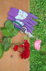rose cueillies gants et sécateur