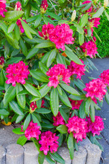 Rhododendron flower.