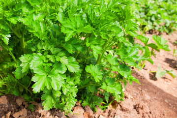 Italian flat leaf parsley