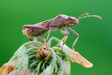 Piccolo insetto sulla foglia