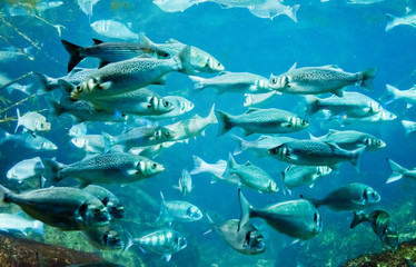 Fototapeta na wymiar underwater image of a flock of fishes