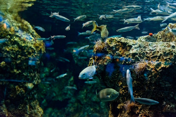 tropical  fishes in natural environment