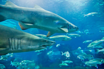 sand tiger shark (Carcharias taurus)  underwater close up portra