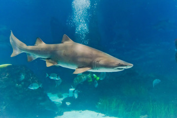 Obraz premium sand tiger shark (Carcharias taurus) underwater close up portra