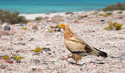 Egyptian Vulture (Neophron percnopterus), Socotra island