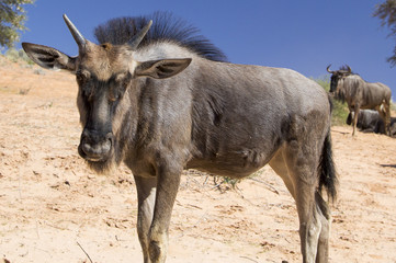 Young Blue Wildebeest