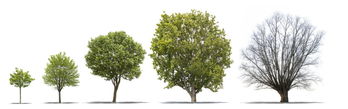 Différentes étapes de la vie d'un arbre sur fond blanc