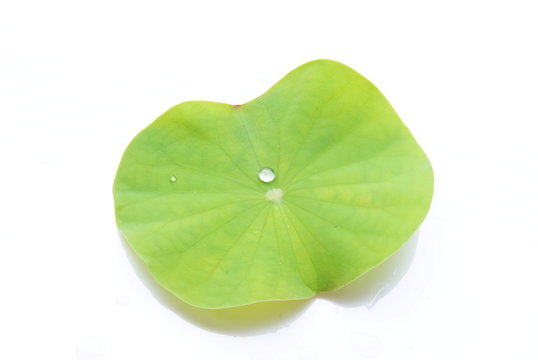 lotus leaf isolate on white background