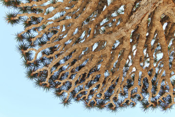 Spiky leaves of Dragon tree - Dracaena cinnabar