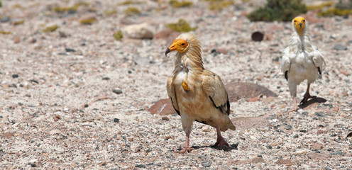 Egyptian Vulture (Neophron percnopterus), Socotra island