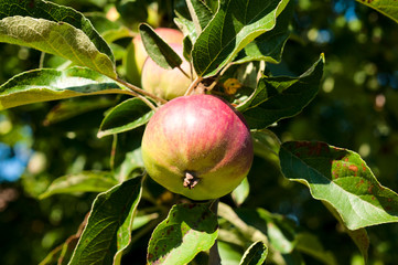 Apple on tree