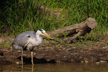 Pêche du héron cendré sur la berge