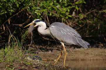 Naklejka premium Casse-croûte du héron cendré