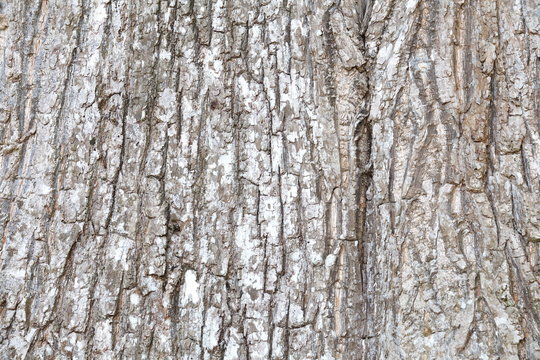 bark of tree texture