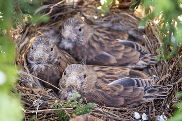 Common Linnet baby birds laying in the nest