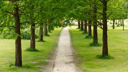 Fototapeta na wymiar tree lined path into the distance