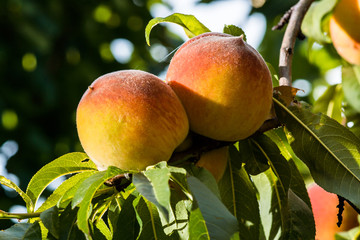 Ripe peaches on tree branches