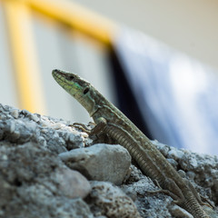 A huge european green lizard