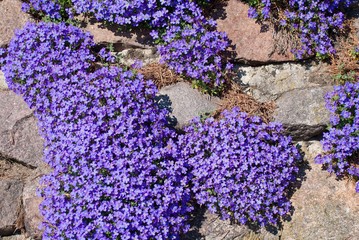 Blaukissen an Trockenmauer, Niedersachsen, Deutschland, Europa