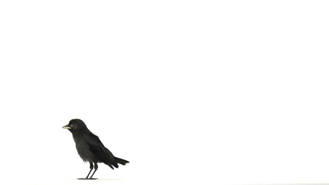Young western jackdaw walking and squeaking